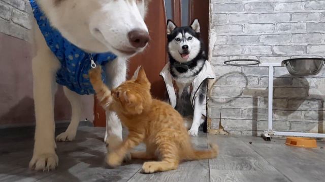 Прибарахлились. Лёва раздевает Лаки смотреть онлайн