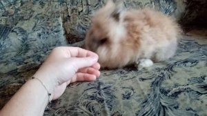 Карликовый кролик минор minor возраст 2 месяца