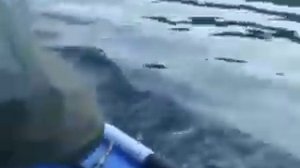 НАПАДЕНИЕ КАСАТКИ НА РЫБАКОВ. Прокусила ПВХ лодку!