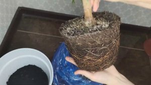 Фикус Бенджамина. Можно ли пересаживать фикус осенью или зимой? Зачем нужно пересаживать фикус зимо