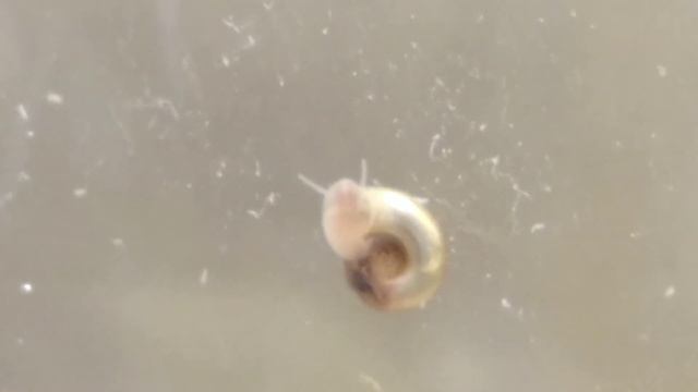 Что стало с самодельным аквариумом ? Независимая экосистема !!? смотреть онлайн