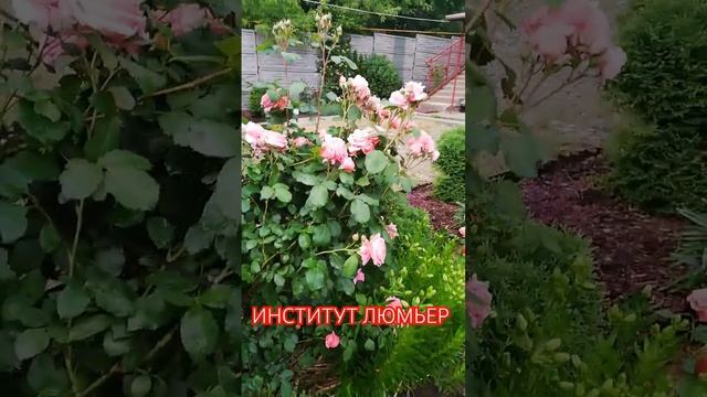 Институт Люмьер #розывсаду #сортароз #цветениероз #розы #розымассад