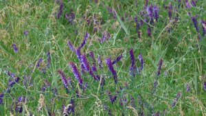 Горошек цветёт - ноги вяжет. Потому вязель