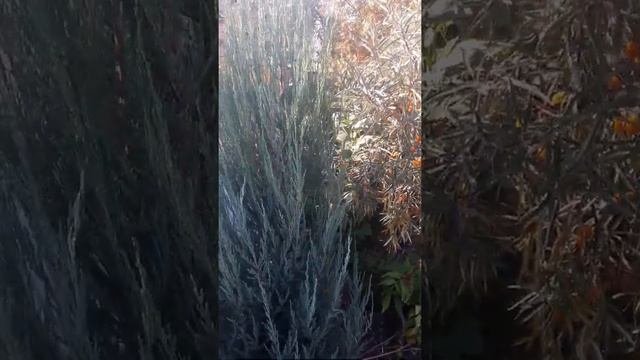 Можжевельник скальный