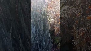 Можжевельник скальный