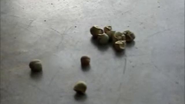 jumping beans смотреть онлайн