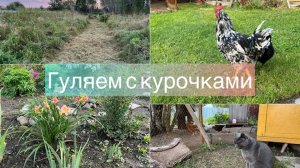 Гуляем с курочками