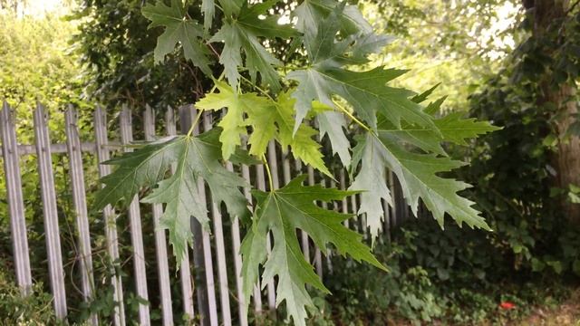 Silver maple (Acer saccharinum) - leaves - June 2017 смотреть онлайн