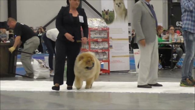 30 04 16 Экспофорум. Ринг чау-чау.