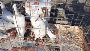 Владимирскаяобласть, г. Александров . ярмарка голубей 19.08.23