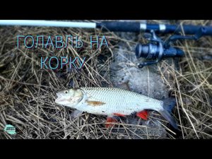 | Голавль на корку | Весенняя рыбалка | Рыбалка на реке |