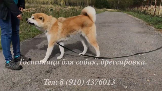 НЕО. Порода Акита-ину (яп. 秋田犬). Знакомство. смотреть онлайн