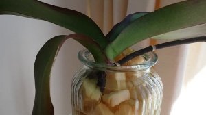 ОРХИДЕЯ "ЧЁРНАЯ БАБОЧКА" или BLACK BUTTERFLY.  ПЕРВОЕ ДОМАШНЕЕ ЦВЕТЕНИЕ ПОСЛЕ РЕАНИМАЦИИ.