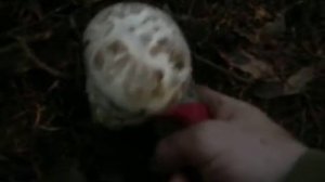 Грибы Мацутаке.предложение