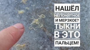 Некрасивое. Снежные глисты. Мы не знаем, что это такое...