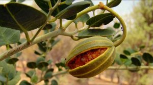 каперсы колючие 600 лекарственных растений