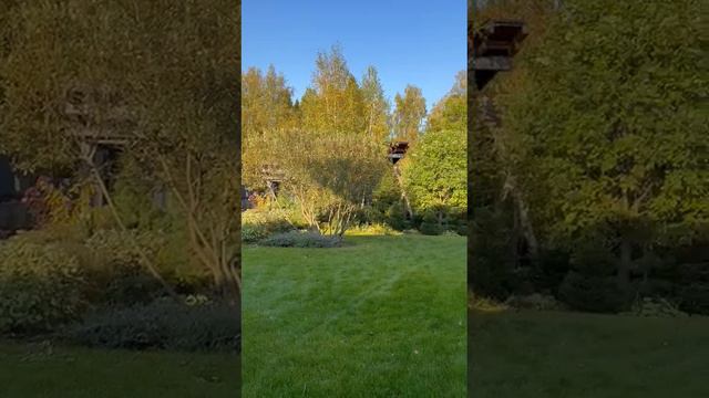 ГОТОВИМ САД К ЗИМЕ. Хозяйке этого сада важны четкие формы растений зимой. Поэтому стрижка осенью смотреть онлайн