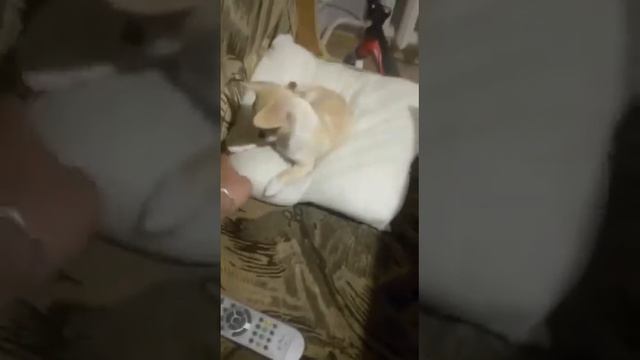 Мила,дочь Филиппа и Маси,чихуахуа смотреть онлайн