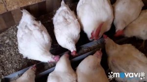 Куры-несушки(бройлеры) и петух. В чём проблема и как её решить.