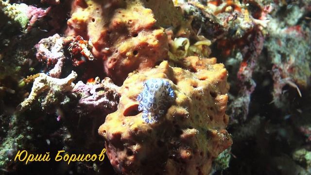 Синекольчатый осьминог смотреть онлайн