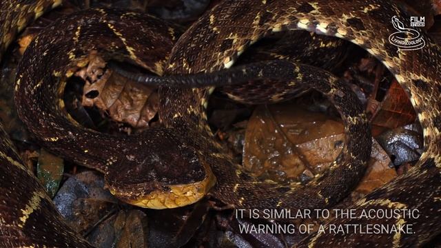 Big deadly venomous Terciopelo (Bothrops asper), snake from Costa Rica, Fer-de-lance pit viper