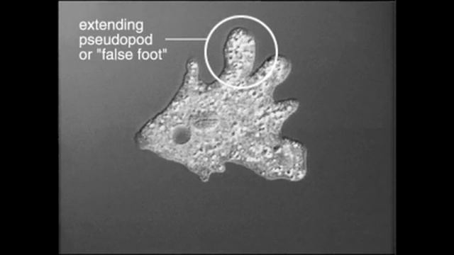Amoeba and Paramecium смотреть онлайн
