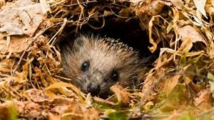 Ознакомление с окружающим «Осень»