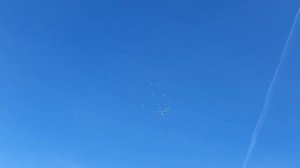 В гостях у Голубеводов. Бойные голуби Эльдара Талдыкорган.