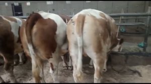 Simmental Heifers of Austria, Симментальская Порода