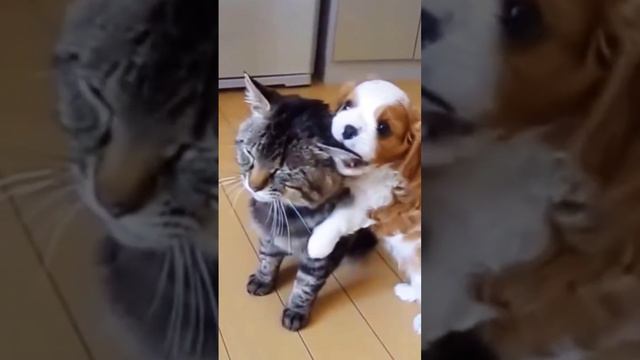 Дружба крепкая 😺🐶 #shorts #cat #catsfunny #кот #прикольноевидео