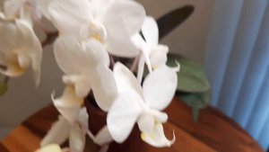 #первоецветение мини фаленопсиса Little Snow ❄️дек.22г. #orchid #phalaenopsis