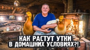 Как растут утки в домашних условиях?! 🐥🏠❓️"🏠" "Мое Подворье"