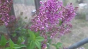 2020 Lilac Bush in  Bloom