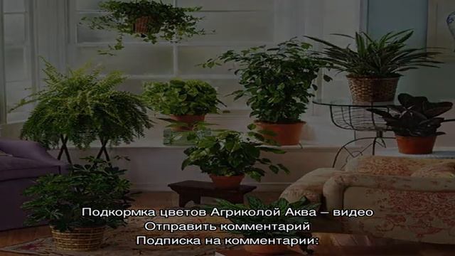 Удобряем комнатные цветы Агриколой