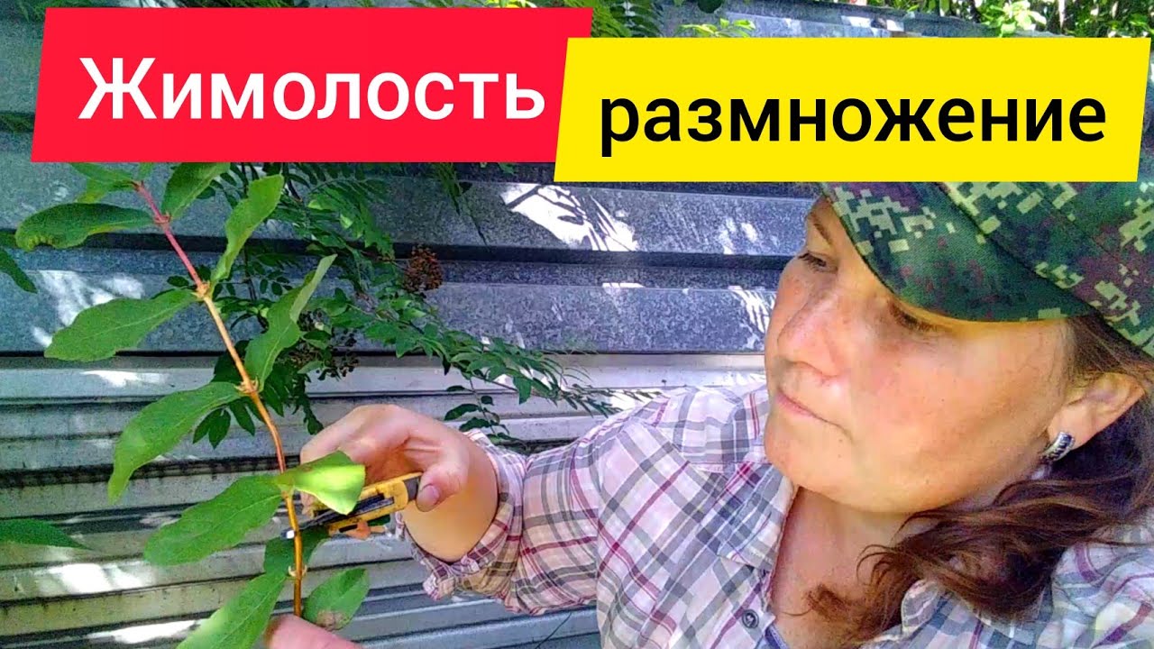 ⚫Жимолость / Зеленое черенкование / Размножение жимолости зелёными черенками #жимолость