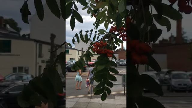 Rowan (Sorbus aucuparia) - leaves & red fruit - July 2018