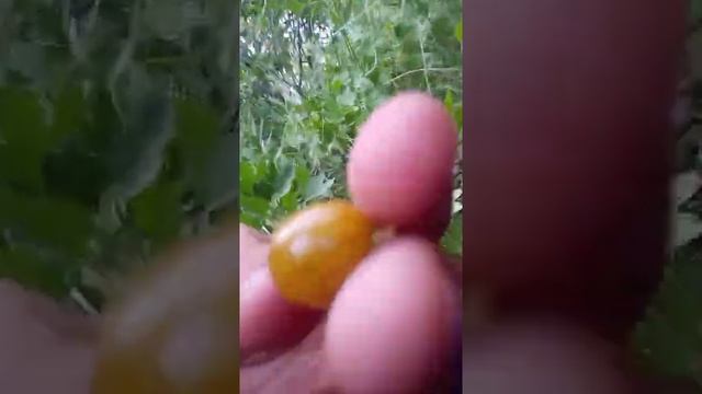 Черная смородина сбор смотреть онлайн