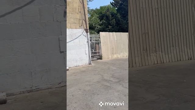 ИКРА красная ЦЕНА?в Баку, ТАКЖЕ самые РЫБНЫЕ места ? #рыба #баку #ИКРА #рыбныйресторан #азербайджа смотреть онлайн