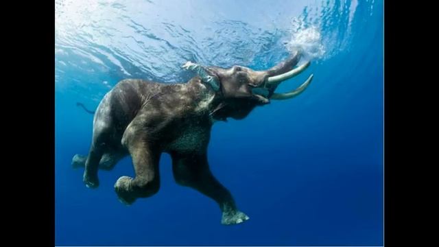 Слоны под водой / это круто когда слон плывет смотреть онлайн