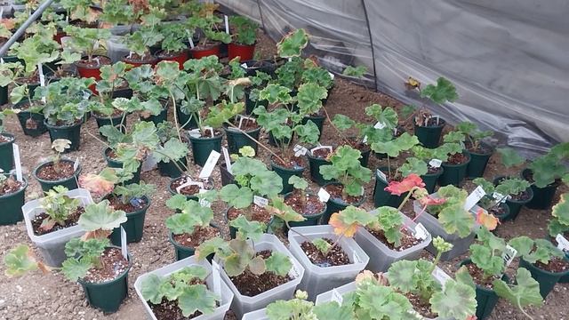 제라늄 3중 하우스 월동 연료비 0원 смотреть онлайн