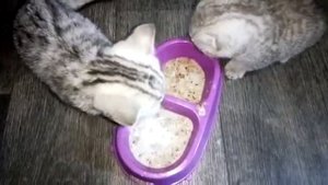 Чем кормить котенка 2 месяца ? гречневая каша для котят
