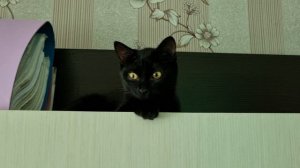 киса Алёна.mp4