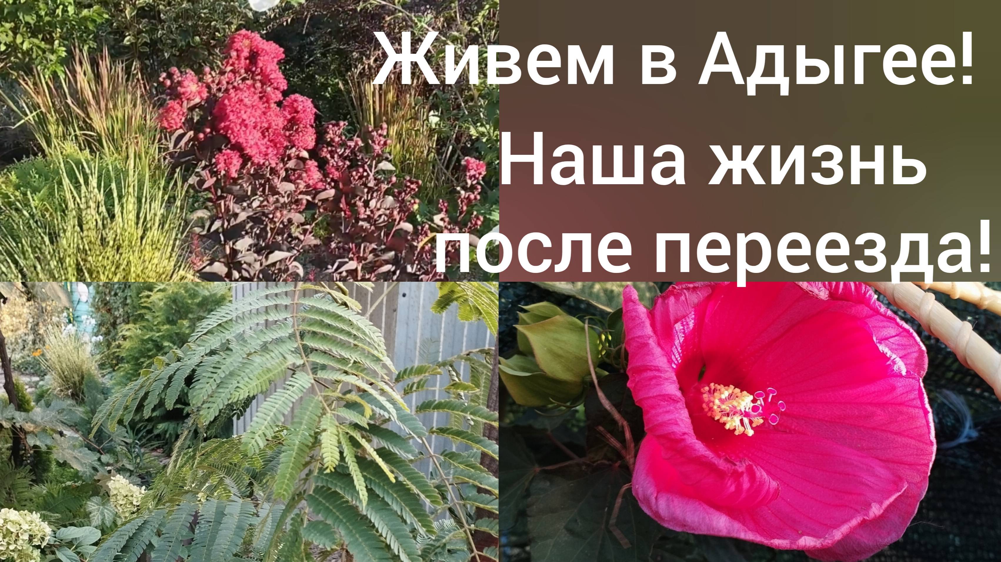 Переехали в Адыгею/Посадили альбицию и гибискусы/Убрали томаты/ смотреть онлайн