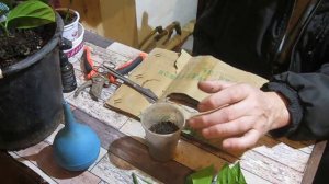 УКОРЕНЕНИЕ ЦИТРУСА СРЕЗАННЫМ ЧЕРЕНКОМ