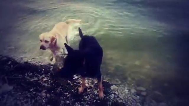 ЛЕТО | ВОЛГА | ДАЧА | Шаман и Лаки)) смотреть онлайн