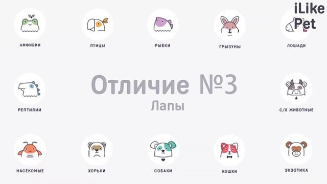 5 отличий немецкого шпица от померанского шпица на ilikepet