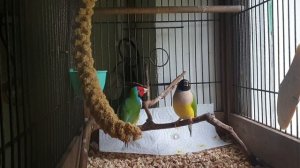 Амадины гульда Finches Gould. Красочное пополнение в семье