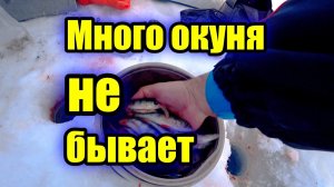 Много окуня не бывает. Ловля окуня в палатке.