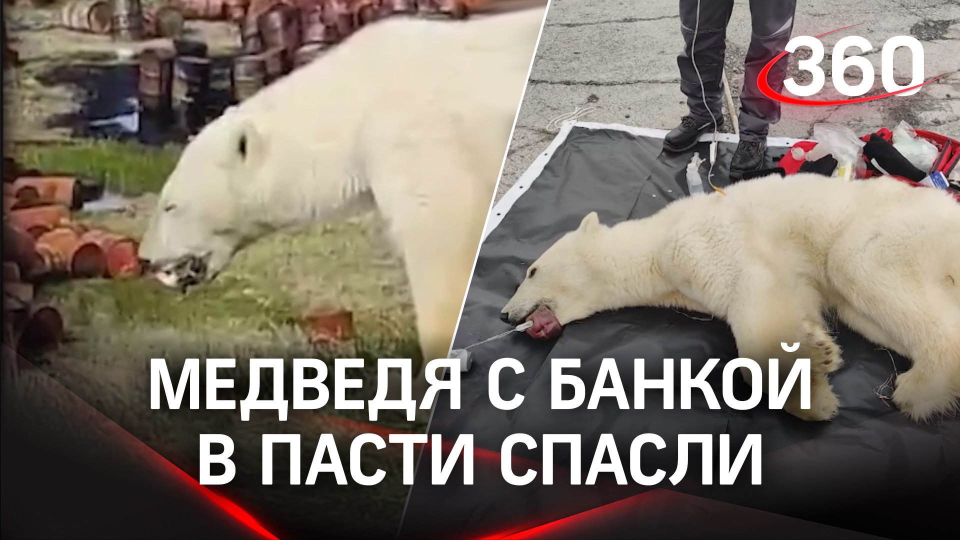 Медведя с банкой в пасти спасли медики из Москвы