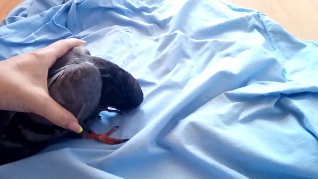 Голубь болен предположительно вертячкой смотреть онлайн